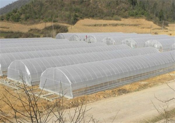 山東連棟薄膜大棚建設廠家
